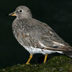 Surfbird